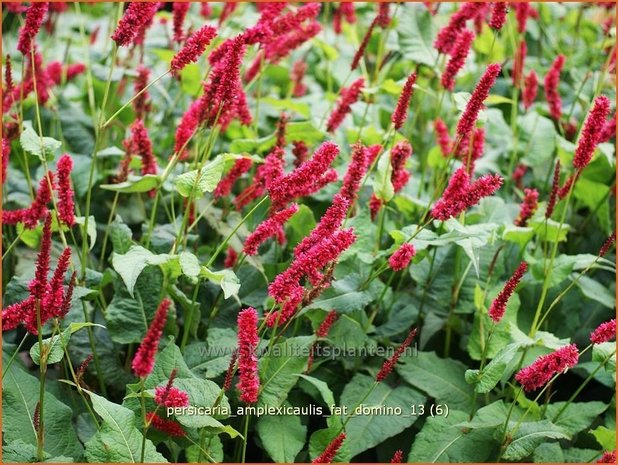 Persicaria amplexicaulis 'Fat Domino' | Duizendknoop, Adderwortel