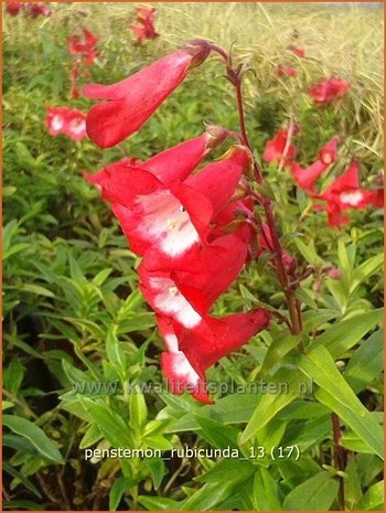 Penstemon 'Rubicunda' | Schildpadbloem, Slangenkop