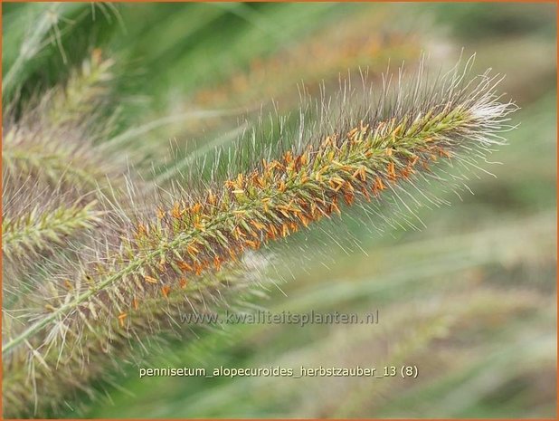 Pennisetum alopecuroides 'Herbstzauber' | Lampenpoetsersgras