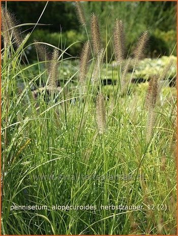 Pennisetum alopecuroides 'Herbstzauber' | Lampenpoetsersgras