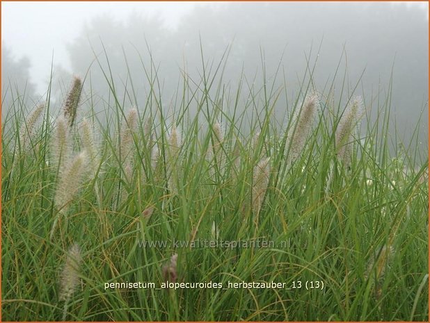 Pennisetum alopecuroides 'Herbstzauber' | Lampenpoetsersgras