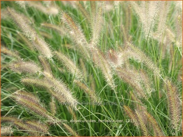 Pennisetum alopecuroides 'Herbstzauber' | Lampenpoetsersgras