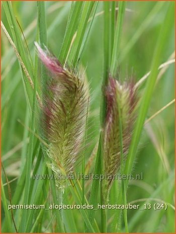 Pennisetum alopecuroides 'Herbstzauber' | Lampenpoetsersgras