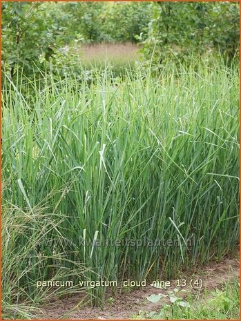 Panicum virgatum 'Cloud Nine' | Vingergras, Parelgierst