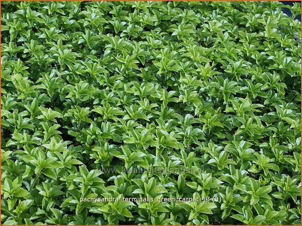 Pachysandra terminalis 'Green Carpet' | Schaduwkruid, Dikkemanskruid