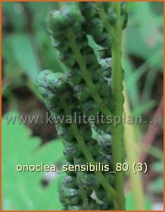 Onoclea sensibilis | Bolletjesvaren