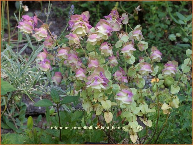 Origanum rotundifolium 'Kent Beauty' | Hopmarjolein, Majoraan, Marjolein | Rundblättriger Dost