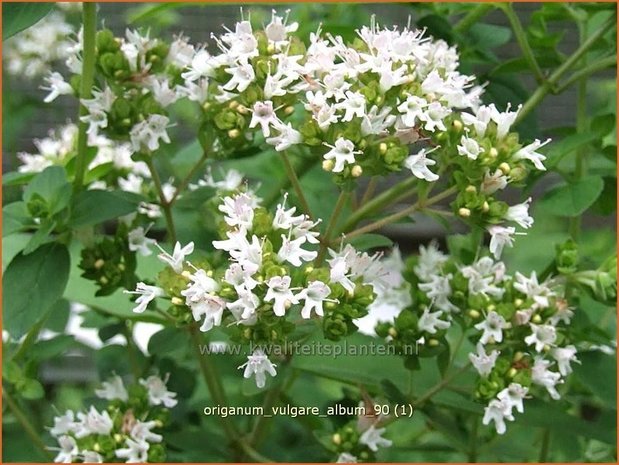 Origanum vulgare 'Album' | Marjolein, Oregano