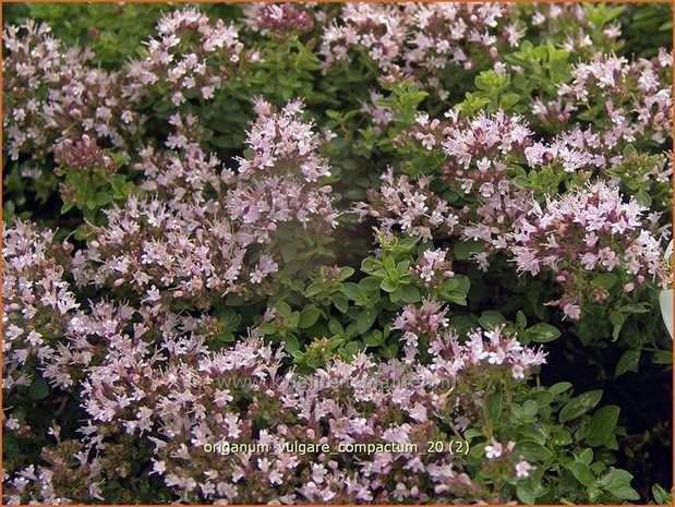 Origanum vulgare 'Compactum' | Oregano, Marjolein, Majoraan | Gewöhnlicher Dost