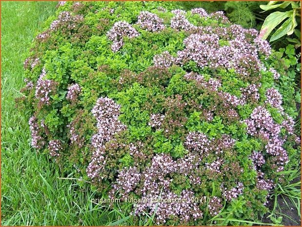 Origanum vulgare 'Compactum' | Oregano, Marjolein, Majoraan | Gewöhnlicher Dost