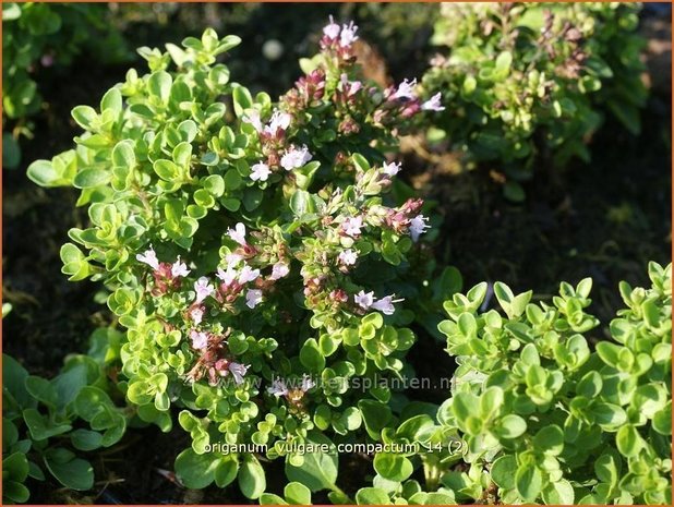 Origanum vulgare 'Compactum' | Oregano, Marjolein, Majoraan | Gewöhnlicher Dost