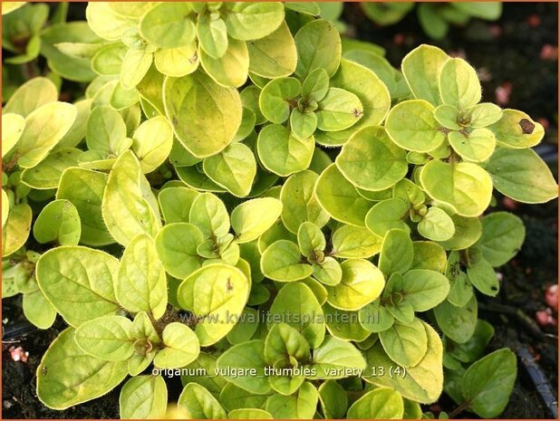 Origanum vulgare 'Thumble's Variety' | Marjolein, Oregano