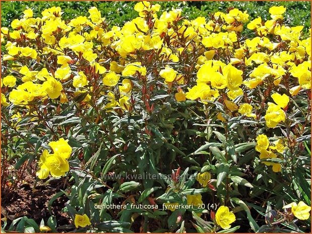 Oenothera fruticosa 'Fyrverkeri' | Teunisbloem | Strauchige Nachtkerze