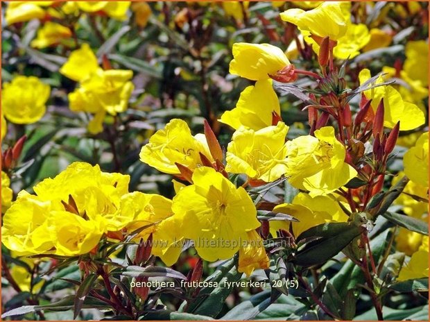 Oenothera fruticosa 'Fyrverkeri' | Teunisbloem | Strauchige Nachtkerze