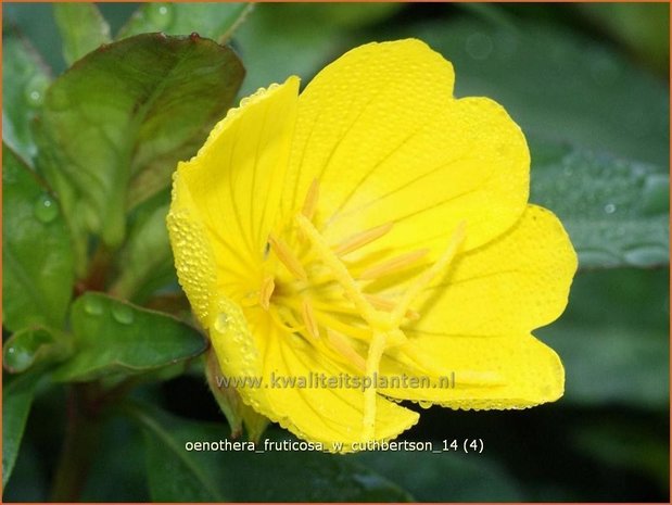 Oenothera fruticosa 'W. Cuthbertson' | Teunisbloem