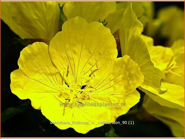 Oenothera fruticosa 'W. Cuthbertson' | Teunisbloem