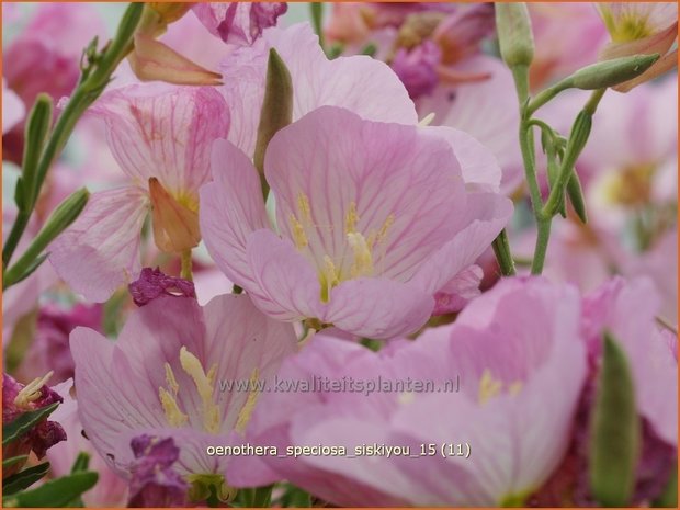 Oenothera speciosa 'Siskiyou' | Teunisbloem