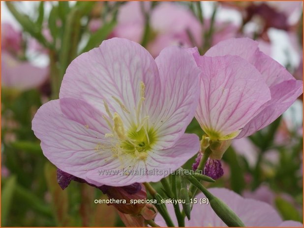 Oenothera speciosa 'Siskiyou' | Teunisbloem