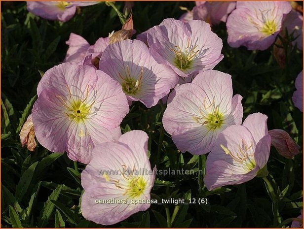 Oenothera speciosa 'Twilight' | Teunisbloem