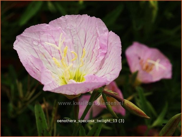 Oenothera speciosa 'Twilight' | Teunisbloem