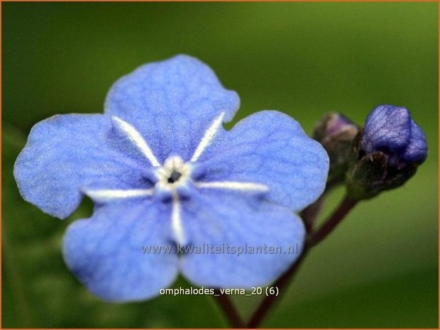 Omphalodes verna | Amerikaans vergeet-mij-nietje