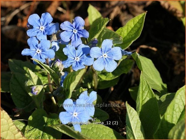 Omphalodes verna | Amerikaans vergeet-mij-nietje