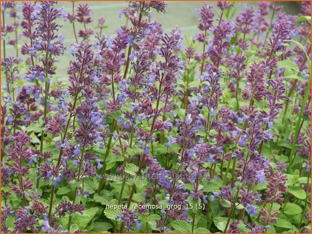 Nepeta racemosa 'Grog' | Kattenkruid | Traubige Katzenminze