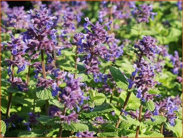 Nepeta racemosa &#39;Odeur Citron&#39; | Kattenkruid | Traubige Katzenminze