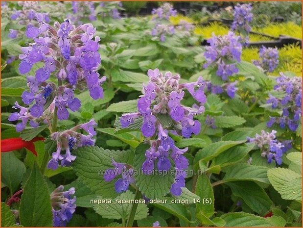 Nepeta racemosa &#39;Odeur Citron&#39; | Kattenkruid | Traubige Katzenminze