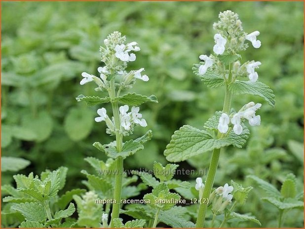 Nepeta racemosa 'Snowflake' | Kattenkruid | Traubige Katzenminze