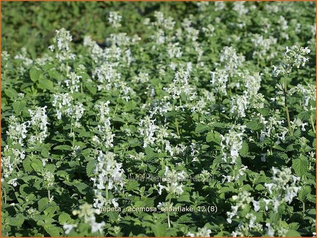 Nepeta racemosa 'Snowflake' | Kattenkruid | Traubige Katzenminze