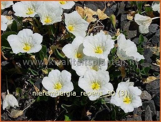 Nierembergia repens | Witte beker