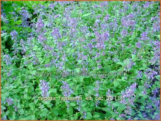 Nepeta faassenii 'Kit Cat' | Kattekruid, Kattenkruid