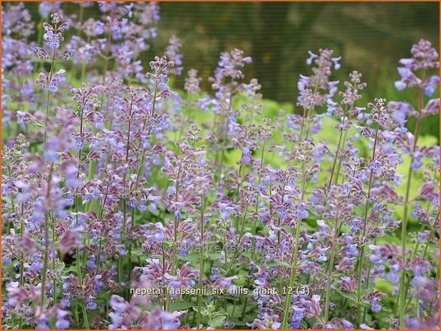 Nepeta faassenii 'Six Hills Giant' | Kattekruid, Kattenkruid