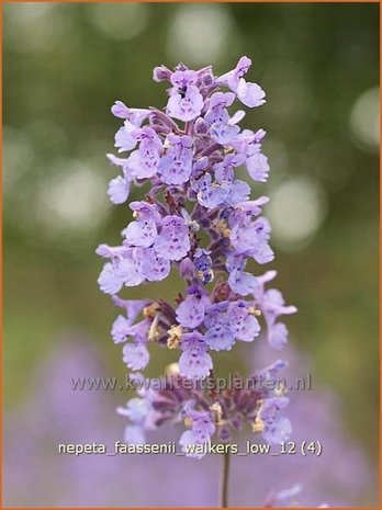 Nepeta faassenii 'Walker's Low' | Kattekruid, Kattenkruid