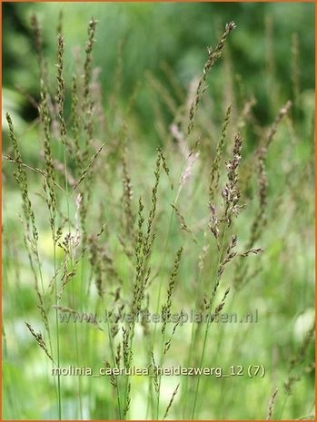 Molinia caerulea 'Heidezwerg' | Pijpestrootje, Pijpenstrootje