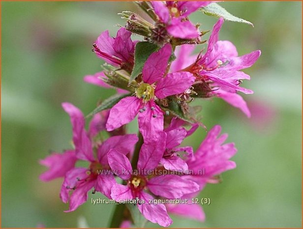 Lythrum salicaria 'Zigeunerblut' | Kattestaart