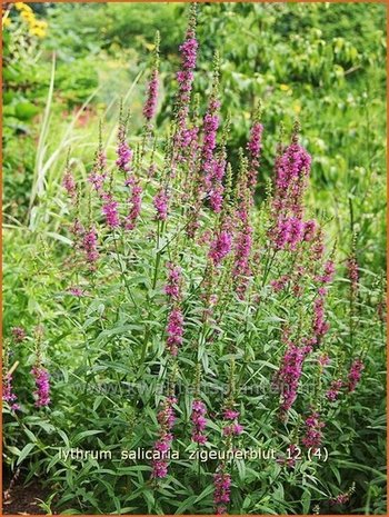 Lythrum salicaria 'Zigeunerblut' | Kattestaart