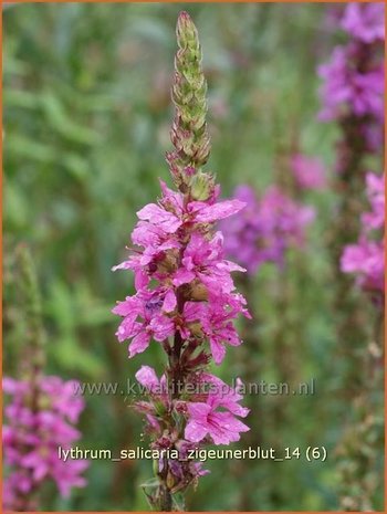 Lythrum salicaria 'Zigeunerblut' | Kattestaart