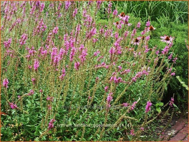 Lythrum salicaria 'Zigeunerblut' | Kattestaart