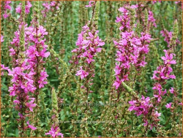 Lythrum salicaria 'Zigeunerblut' | Kattestaart