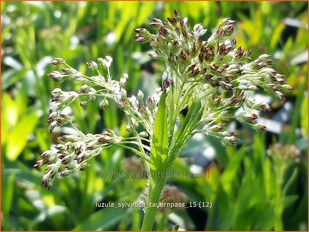 Luzula sylvatica 'Tauernpass' | Grote veldbies, Veldbies