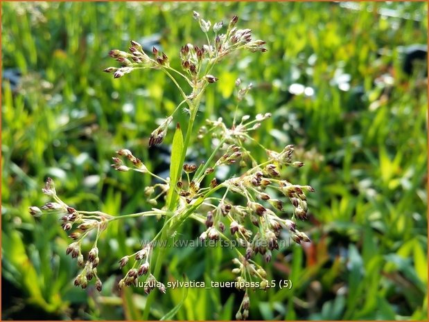 Luzula sylvatica 'Tauernpass' | Grote veldbies, Veldbies