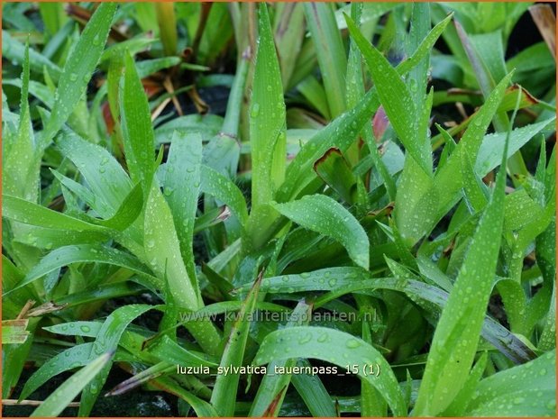 Luzula sylvatica 'Tauernpass' | Veldbies