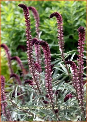 Lysimachia atropurpurea | Wederik