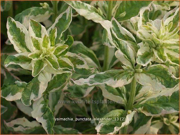 Lysimachia punctata 'Alexander' | Puntwederik, Wederik