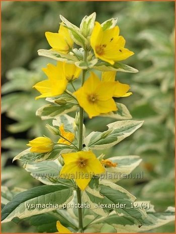 Lysimachia punctata 'Alexander' | Puntwederik, Wederik