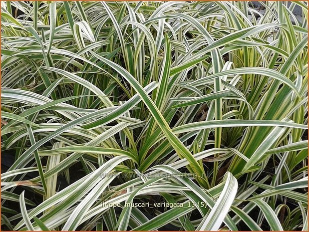 Liriope muscari 'Variegata' | Leliegras