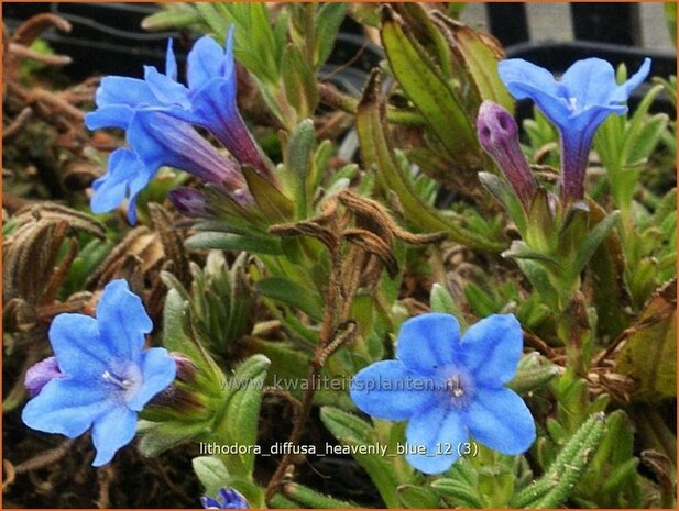 Lithodora diffusa 'Heavenly Blue' | Parelzaad, Steenzaad | Südlicher Scheinsteinsame