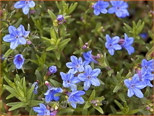 Lithodora diffusa 'Heavenly Blue' | Parelzaad, Steenzaad | Südlicher Scheinsteinsame